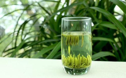 想減肥可以多喝綠茶嗎